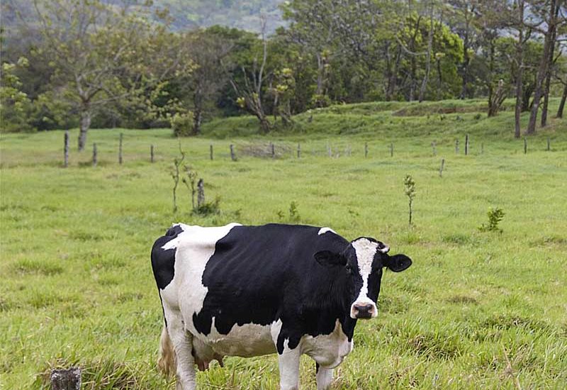 ESKOPLISMOS AGELADOTROFIAS 1
